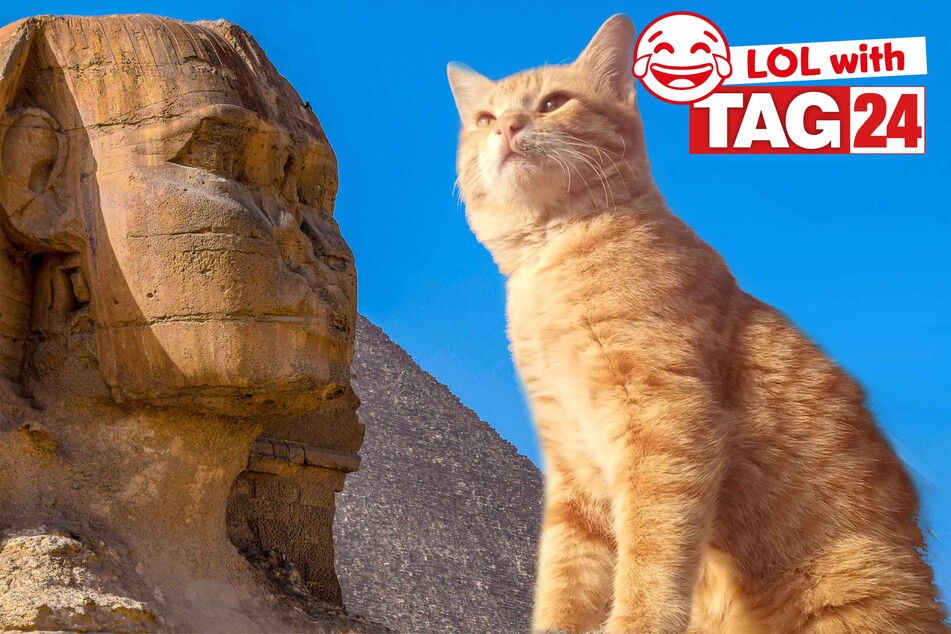 Today's Joke of the Day features a Great Sphinx... and a cat!