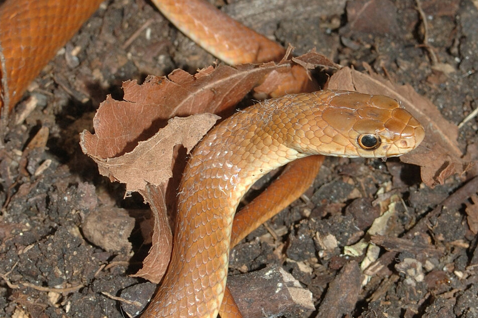 Die Östliche Braunschlange gilt als zweitgiftigste Schlange der Welt. (Archivbild)