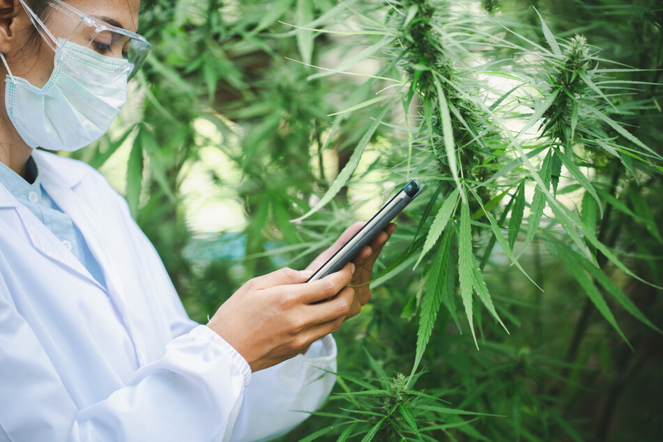 Cannabis soll laut neuem Koalitionsvertrag ab 2022 zu Genusszwecken freigegeben werden. (Symbolfoto)