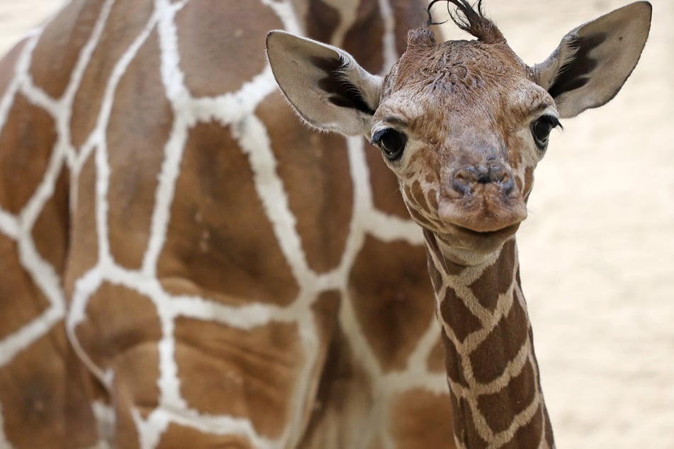 Gefährdete Tierart: Giraffenbaby im Karlsruher Zoo geboren