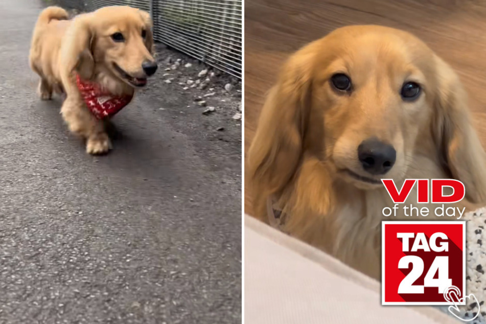 This delightful dog named Noodle can't help but share his spontaneous personality in today's Viral Video of the Day!