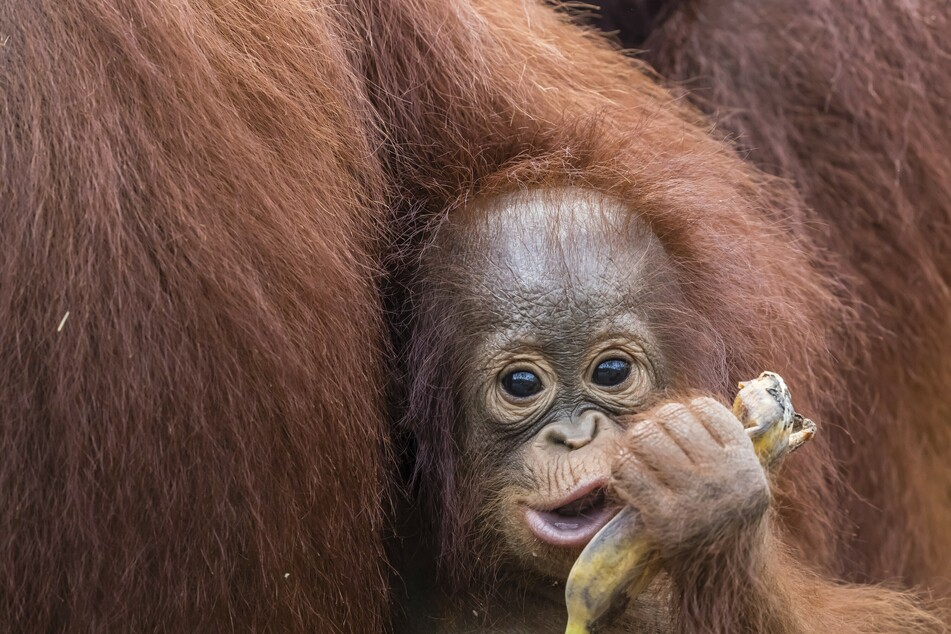 An orangutan infant and its mother in Borneo, Indonesia (stock image).