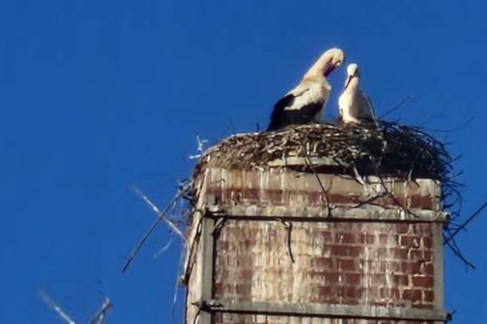Wieder vereint in Bannewitz: Possi und Possine bringen Freude in die Gemeinde