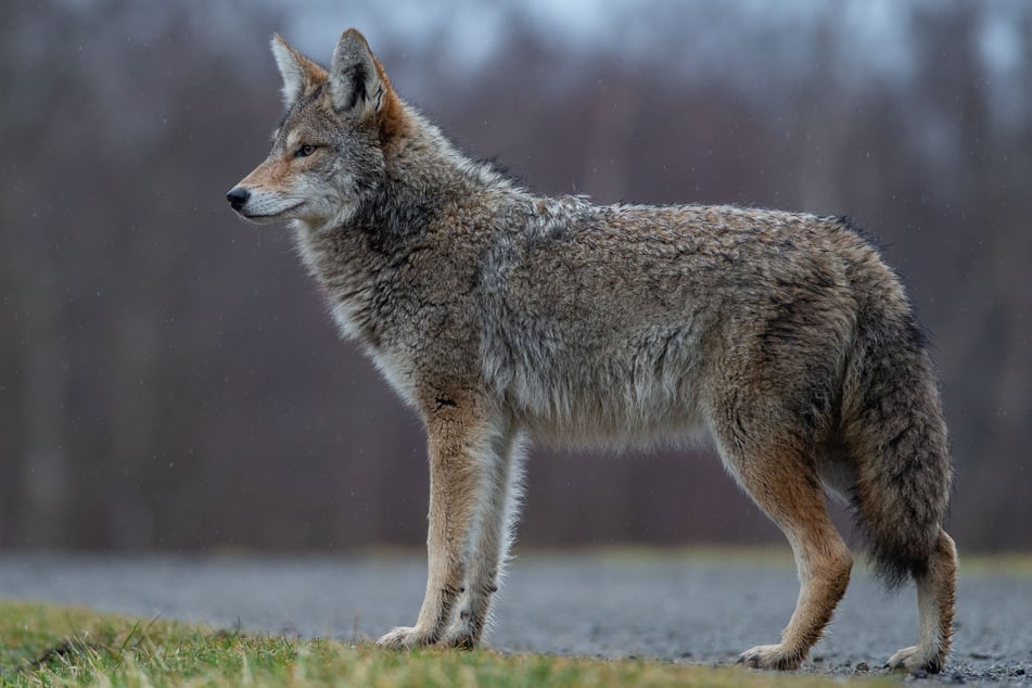 A coyote mom was probably left looking around desperately for her missing pups.