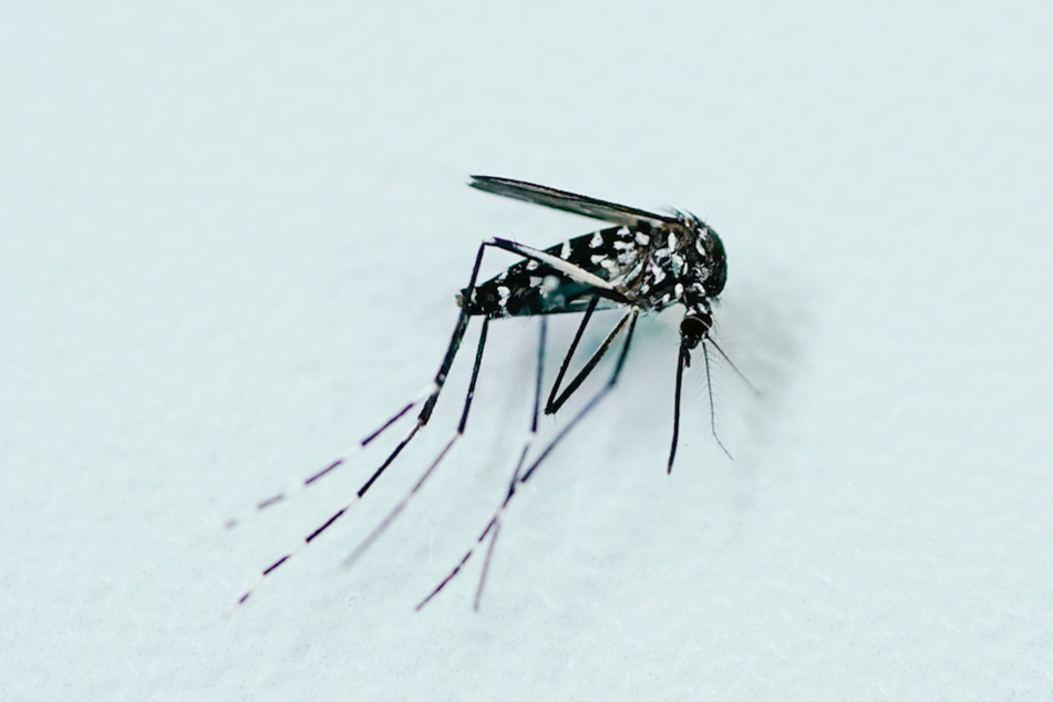 Eine tote weibliche Tigermücke. Ein Projekt bittet um die Einsendung von Mücken zum Monitoring des Bestands.