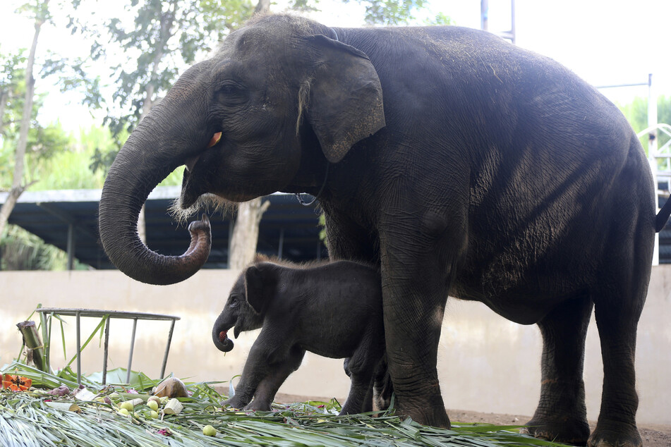 Der Sumatra-Elefant ist vom Aussterben bedroht. (Symbolbild)