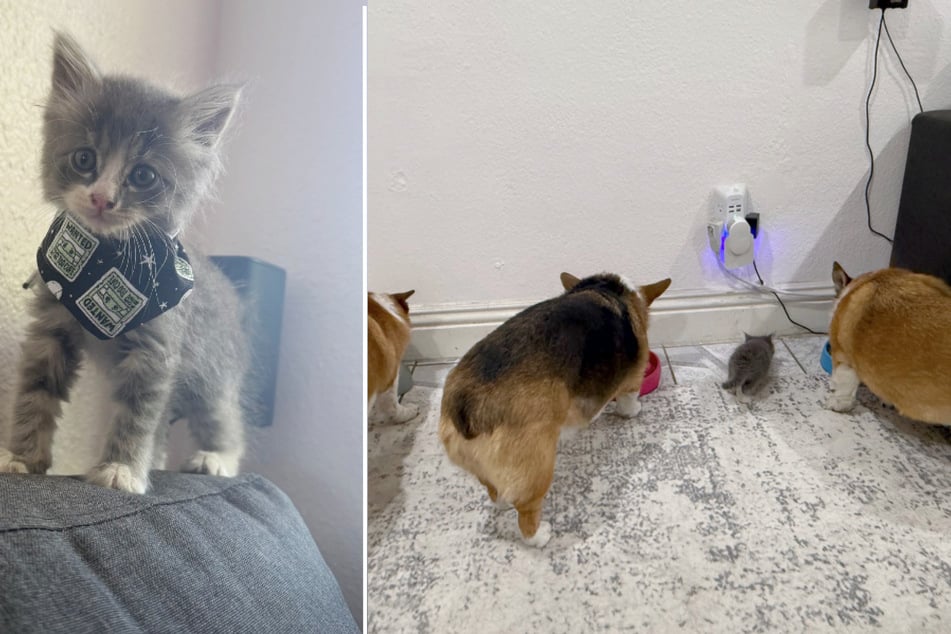 Kater "Lucky" zog kurzerhand bei seinem Retter ein.