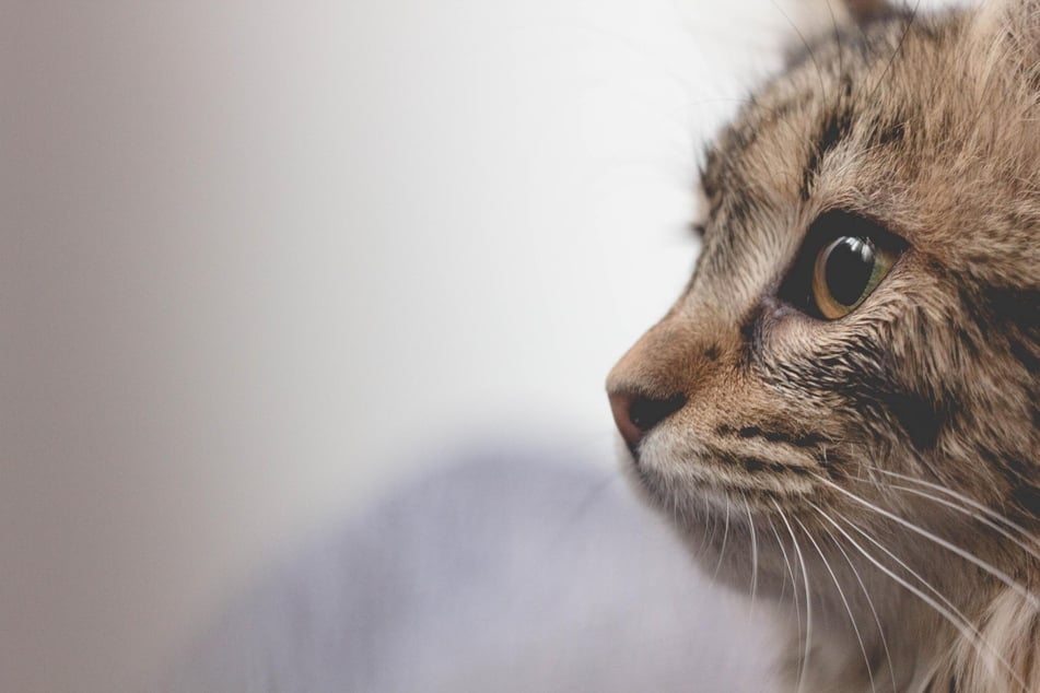 It's incredibly important to neuter your cat, but why?