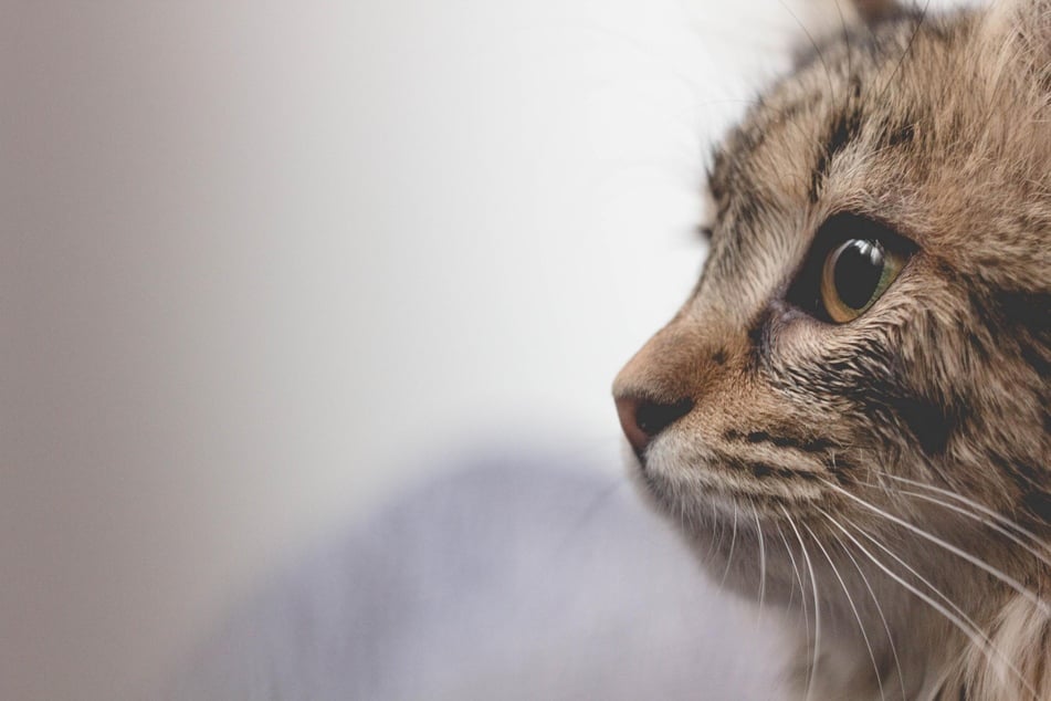 Neutering a cat: The procedure, cost, benefits, and everything to know about spaying