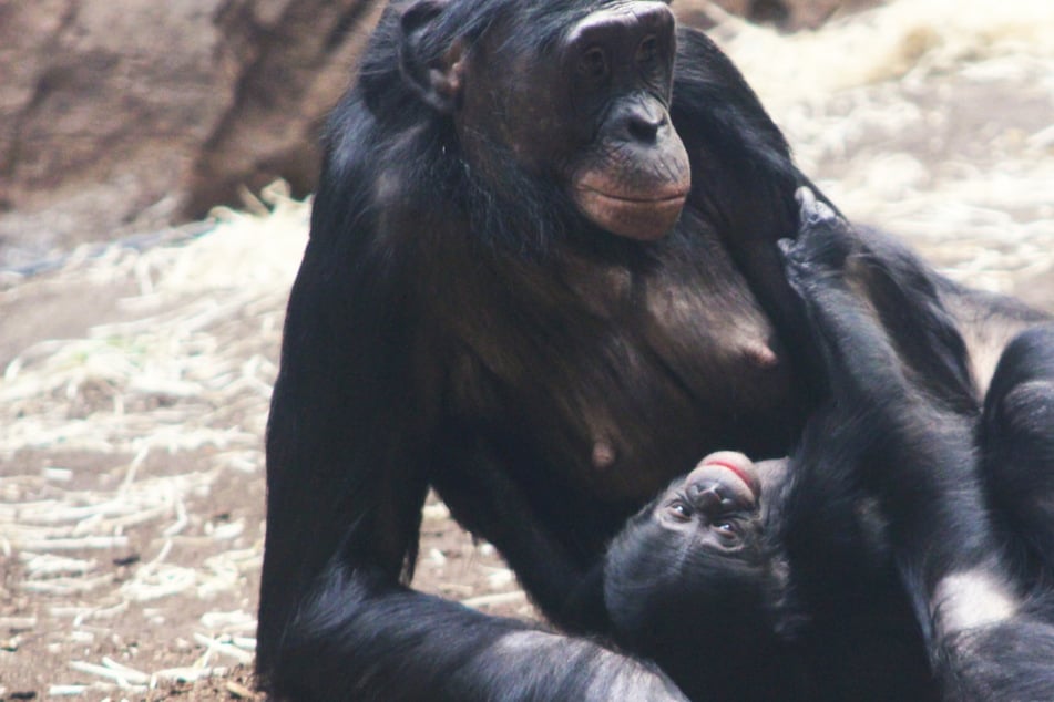 Das Bonobo-Jungtier wird von seiner Mutter bestens umsorgt, teilte der Frankfurter Zoo mit.