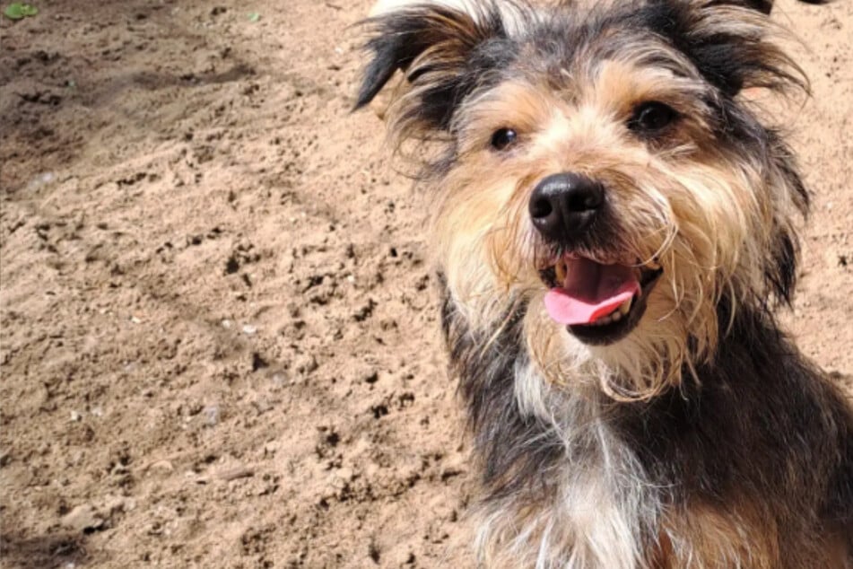 "Zottelkopf" sucht Hunde-Versteher: Wer schenkt Piet ein neues Zuhause?