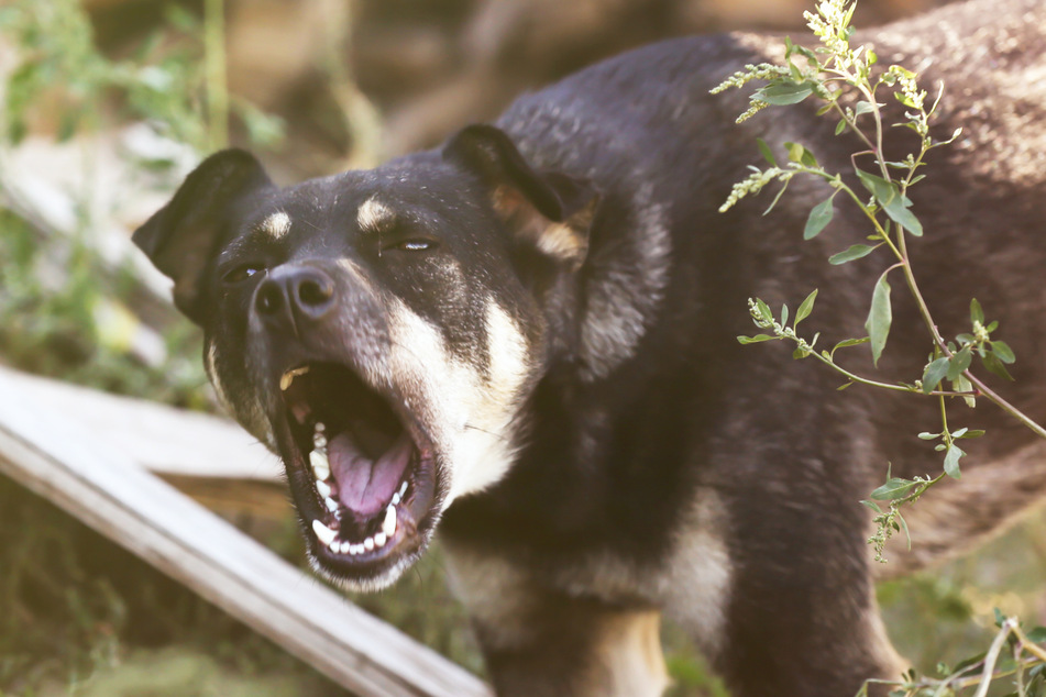 Zwei Hunde wurden in einem Haus in England beschlagnahmt. Aber nur eines der Haustiere war an dem Angriff beteiligt. (Symbolbild)