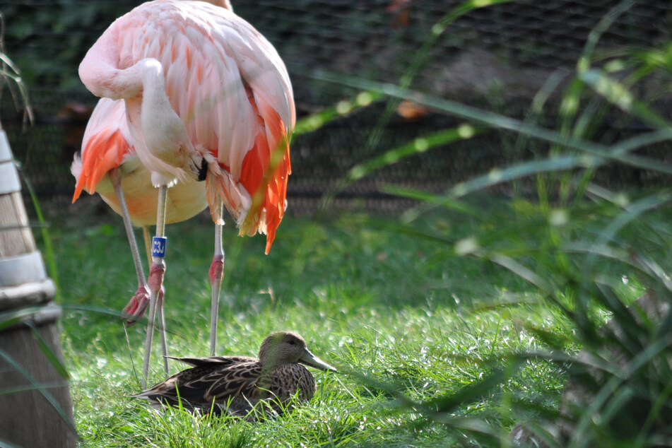 Flamingos und Enten müssen vorerst im Stall unterkommen. Der Grund: Umbauarbeiten.