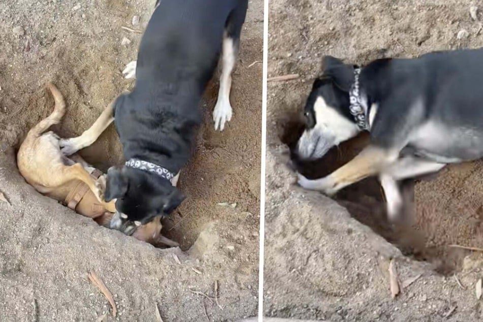 Dog casually tries to "murder" her brother in hysterical video: "Shhh don't fight it"