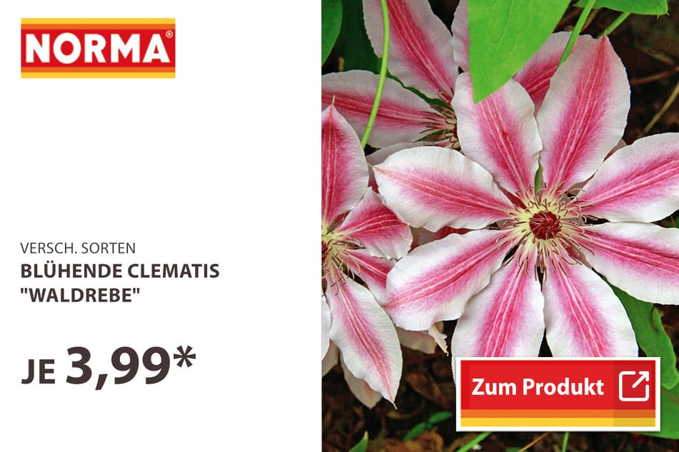 Clematis "Waldrebe"