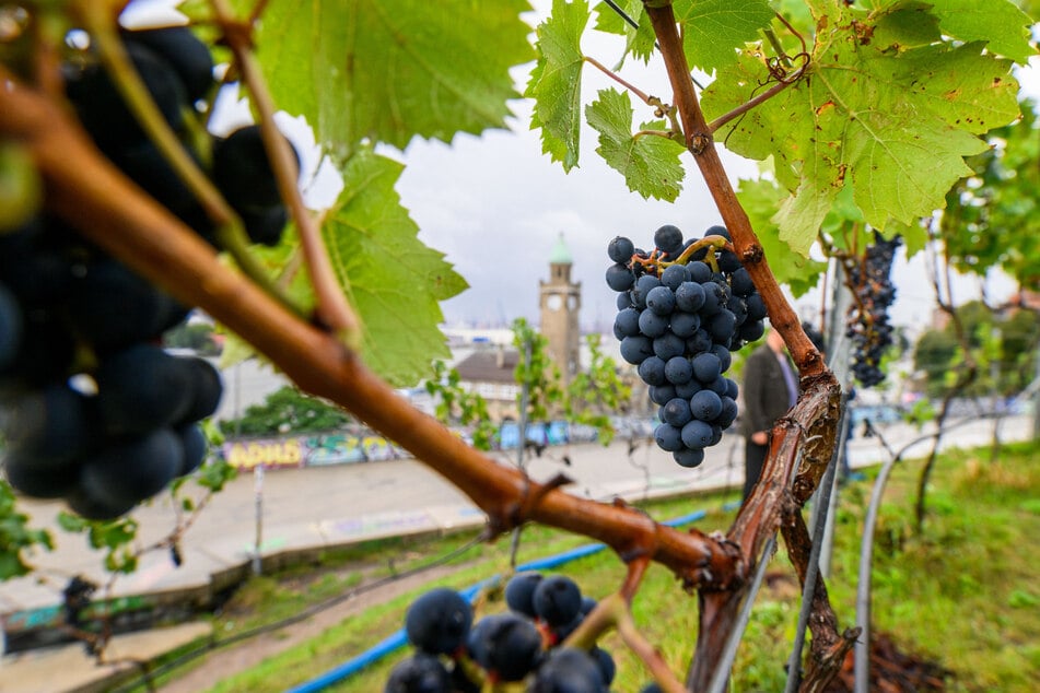 Der Wein aus den Trauben am Hamburger Hafen wird es nicht zu kaufen geben.
