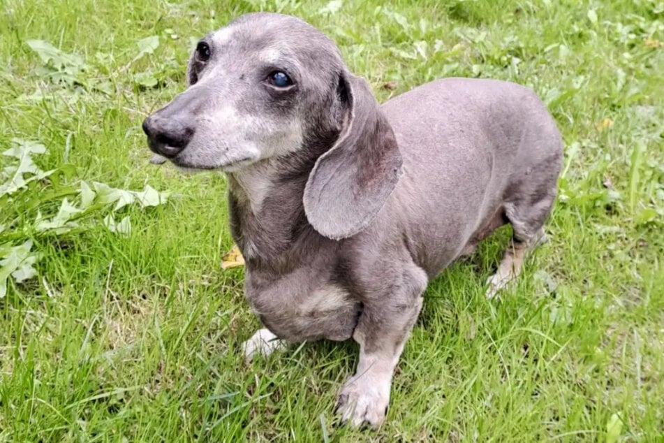 Der Hunde-Opa kann nicht mehr so gut hören und sehen, lässt sich davon aber nicht unterkriegen.