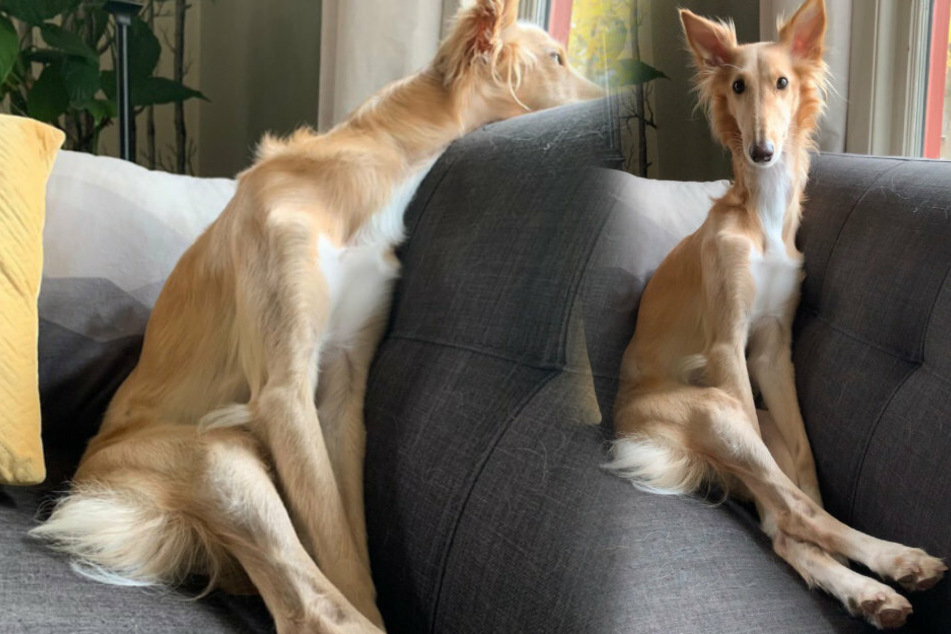 Cleo the dog inspires people on the internet with her unique way of sitting.