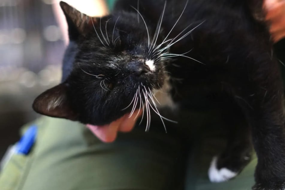 Der arme Katzenopa Fredo wurde in einer Transportbox ausgesetzt.