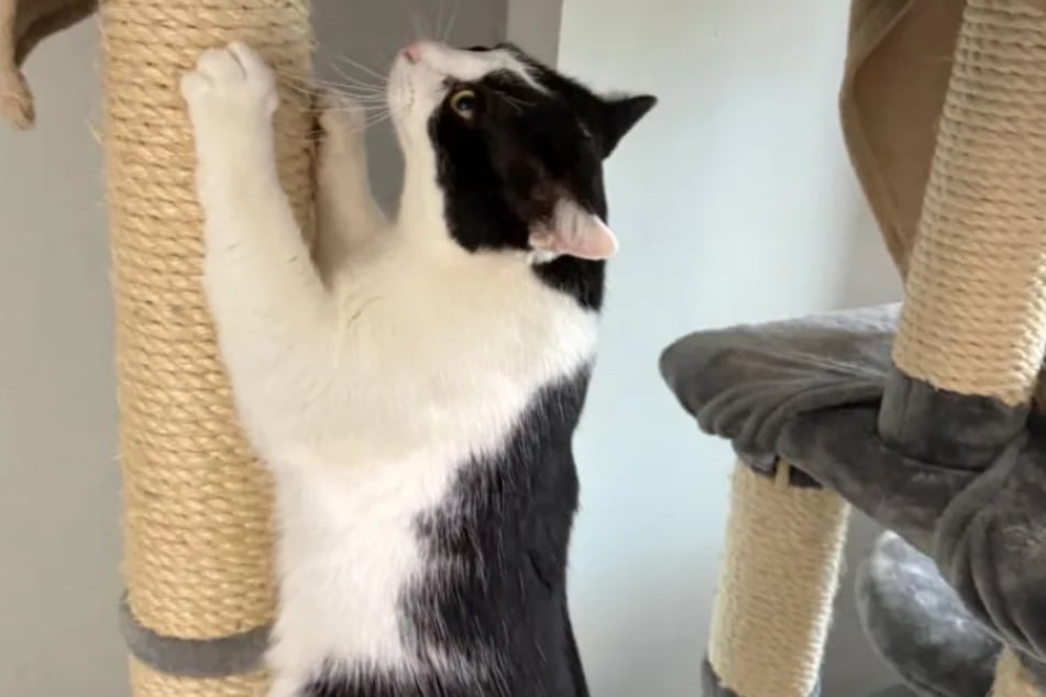 In seinem neuen Zuhause würde Kater Felix auch sehr gerne mit im Bett seiner Besitzer schlafen dürfen.