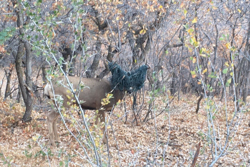 The buck's sight was almost completely blocked by the hammock.