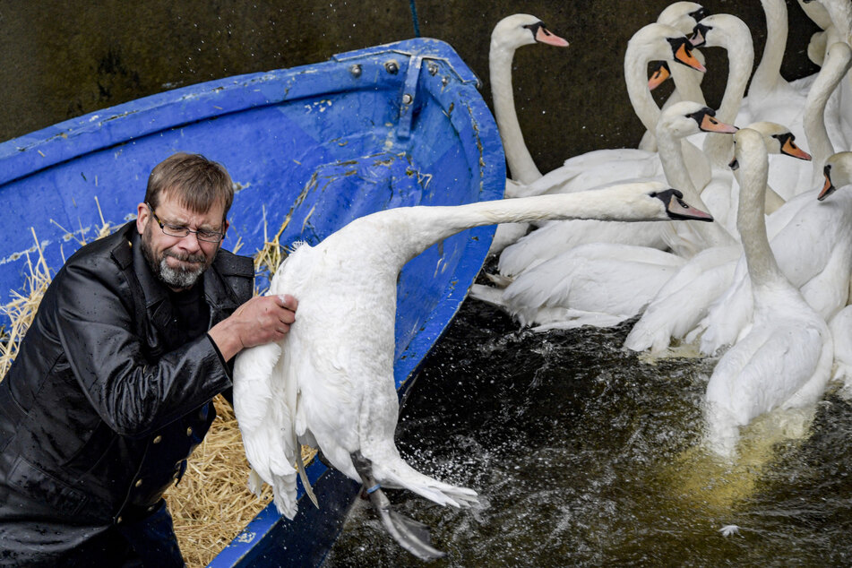 Olaf Nieß, Hamburgs Schwanenvater, zieht einen Schwan aus dem Wasser, um ihn ins Winterquartier zu bringen.