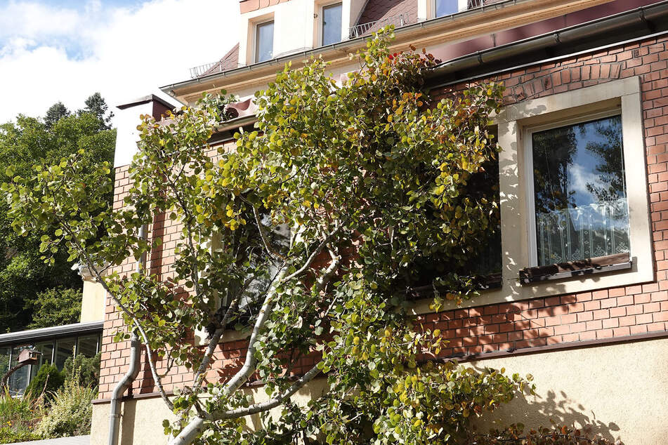 Das 20 Meter hohe Gewächs krachte auch gegen ein Haus und beschädigte die Fassade.