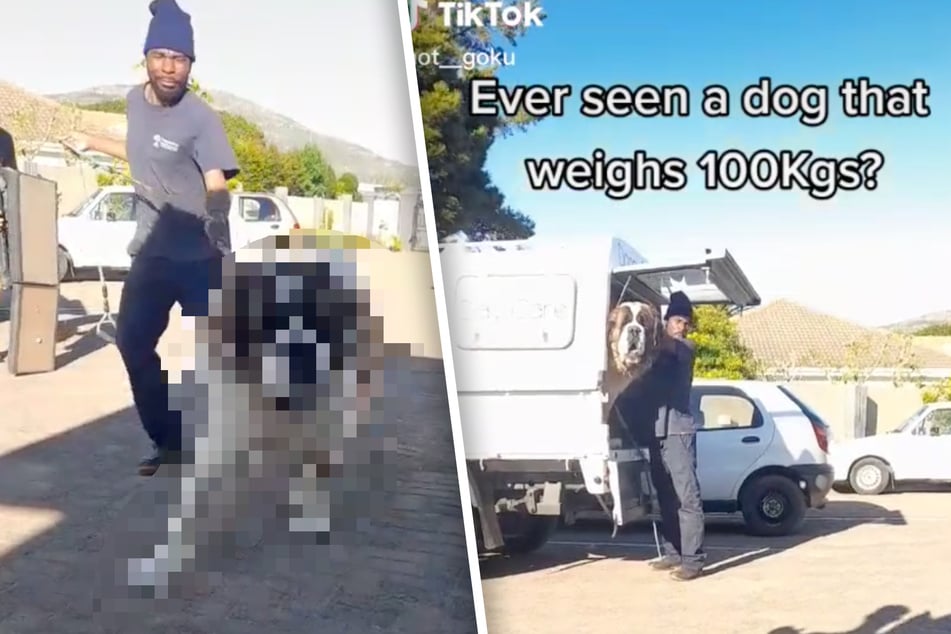 Dieser Hund wiegt 100-Kilogramm