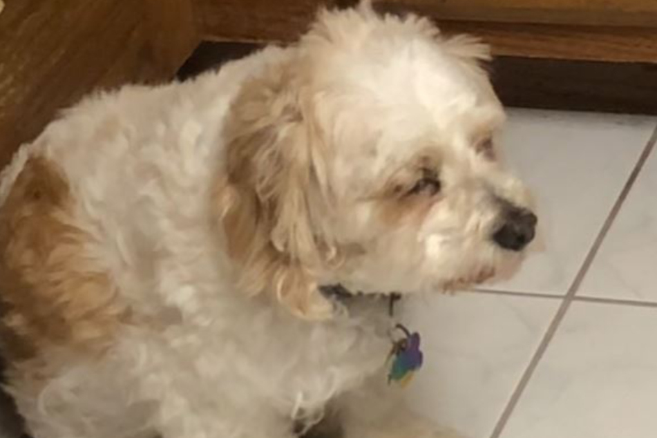 Wishbone konnte am Ende kaum mehr stehen.