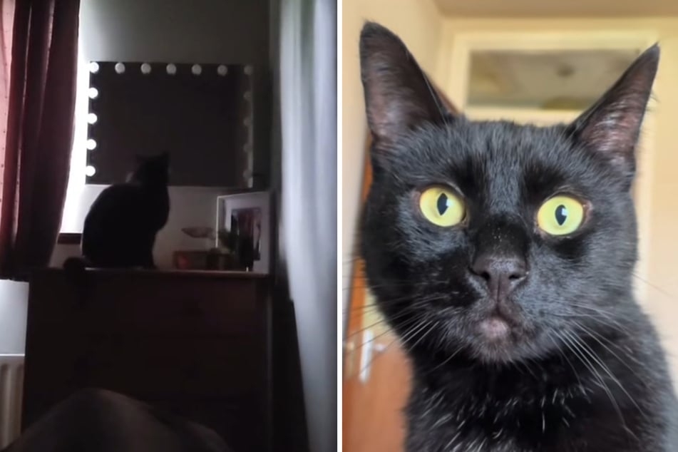 Was macht denn Kater Magic hier im Schlafzimmer am Spiegel?