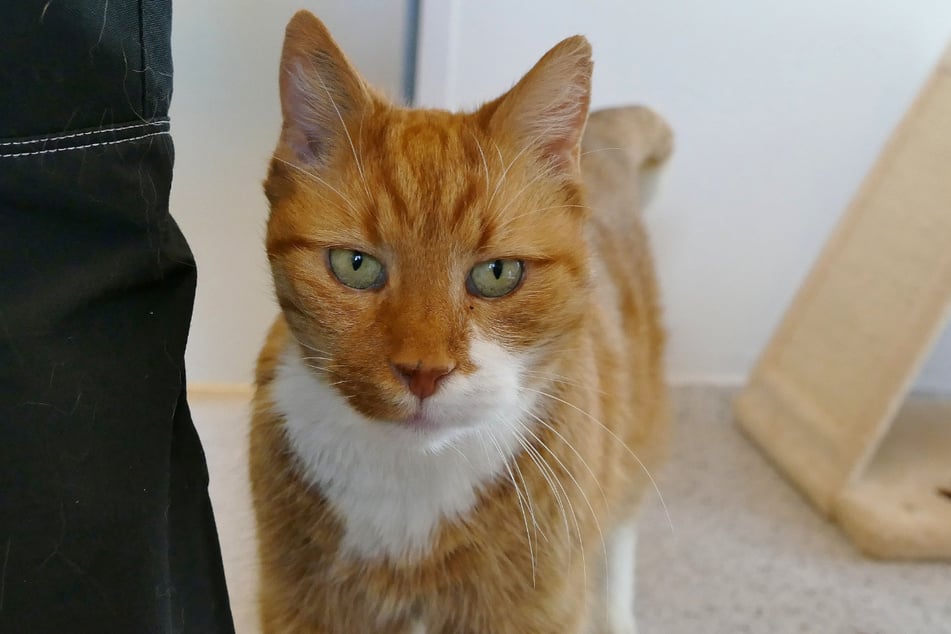 Marek kočka je velmi společenský a užívá si každé pohlazení.