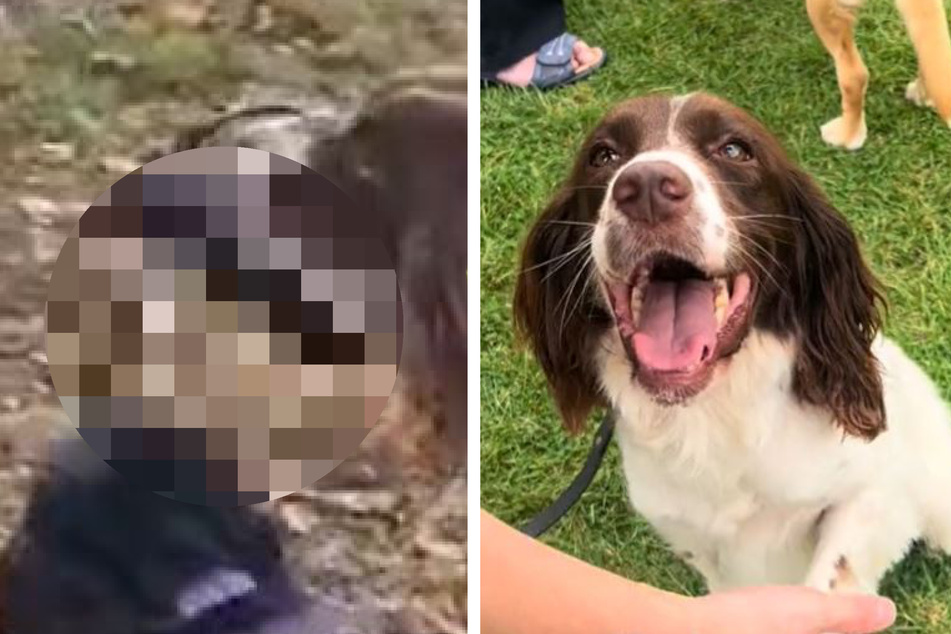 Frau bleibt die Spucke weg, als sie sieht, was ihr Hund im Park gefunden hat