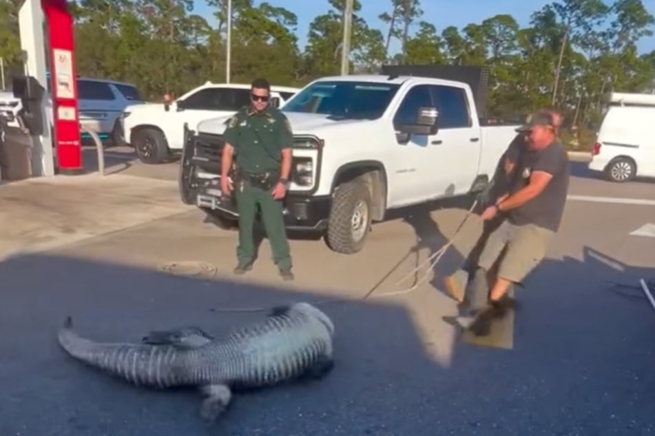 Der Alligator versuchte sich zu wehren, jedoch erfolglos.