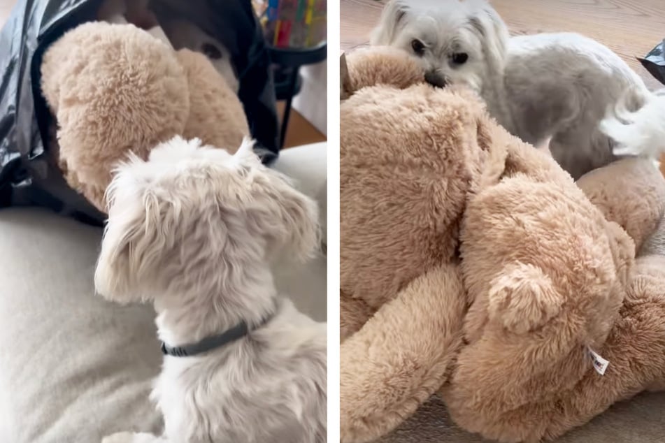 In der zweiten Story war "Peng" dann völlig aus dem Häuschen: Sie durfte sich ihren Teddybären zurückholen.