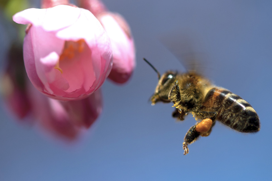 Eine Biene beim Sammeln von Pollen. Einer neuen Studie zufolge werden Insekten bei der Ausweisung von Schutzgebieten nicht ausreichend berücksichtigt.