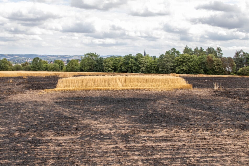 Das Feuer hat auf dem Getreidefeld einen großen Schaden hinterlassen.