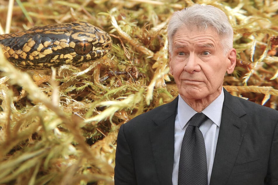 Harrison Ford has a new species of snake named after him!