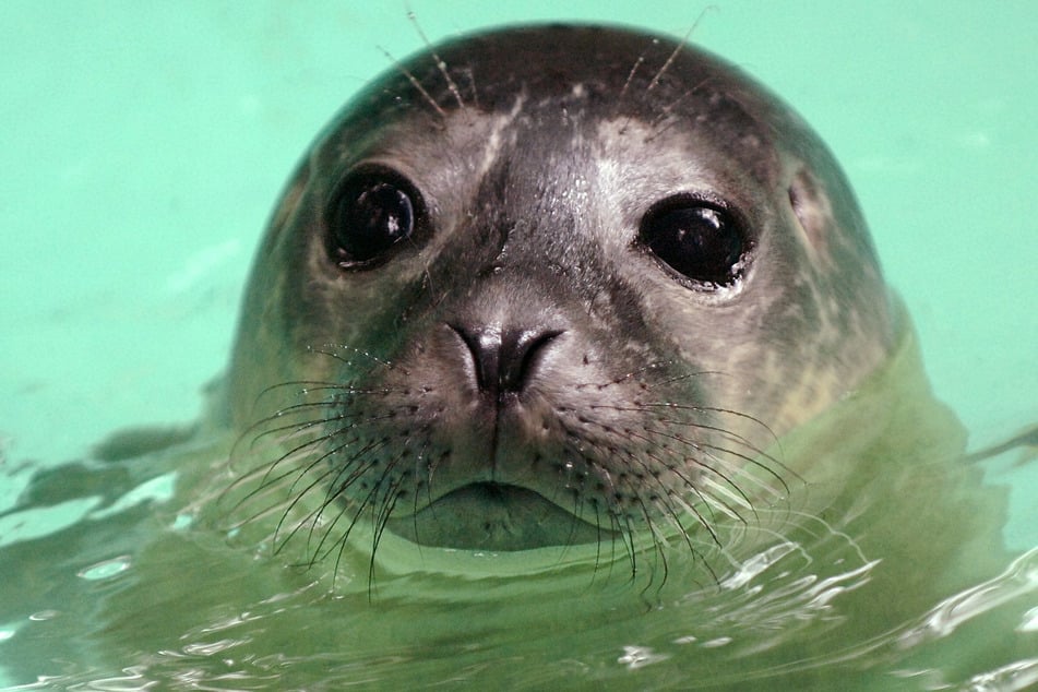 Duisburger Zoo trauert um Seehund-Dame "Oma"