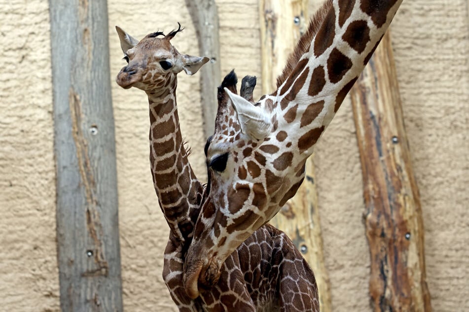 Das Giraffenbaby wurde im Karlsruher Zoo sofort liebevoll von seiner Mutter versorgt.