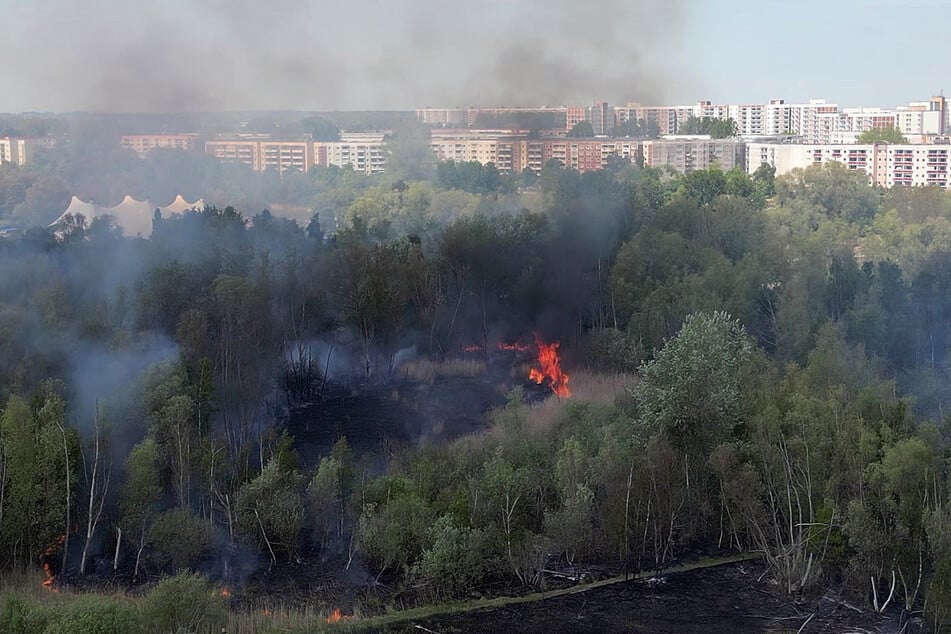 Im IGA-Park geriet ein Schilfgürtel in Flammen und das Feuer breitete sich aus.