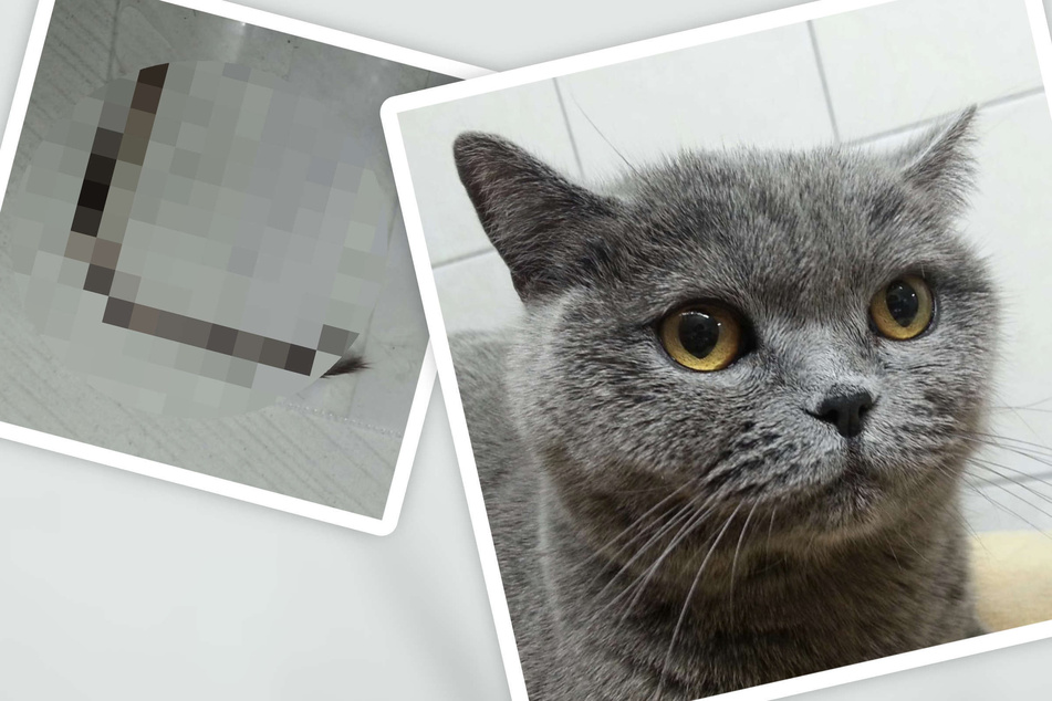 Katze aus Kölner Tierheim braucht Not-OP: Pfleger appellieren an alle Haustier-Besitzer