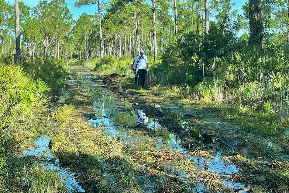 Beamte der Strafverfolgungsbehörden durchsuchen das ausgedehnte Carlton Reserve in der Gegend von Sarasota (Florida) nach Brian Laundrie.