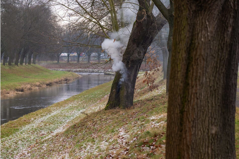 In Zittau hat ein Teenager einen Baum mit seinem Böller angezündet.