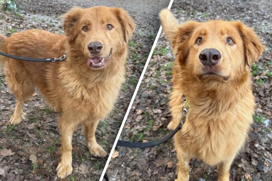 Anhänglicher Hund sucht Menschen, die ihm endlich die Sonnenseite des Lebens zeigen