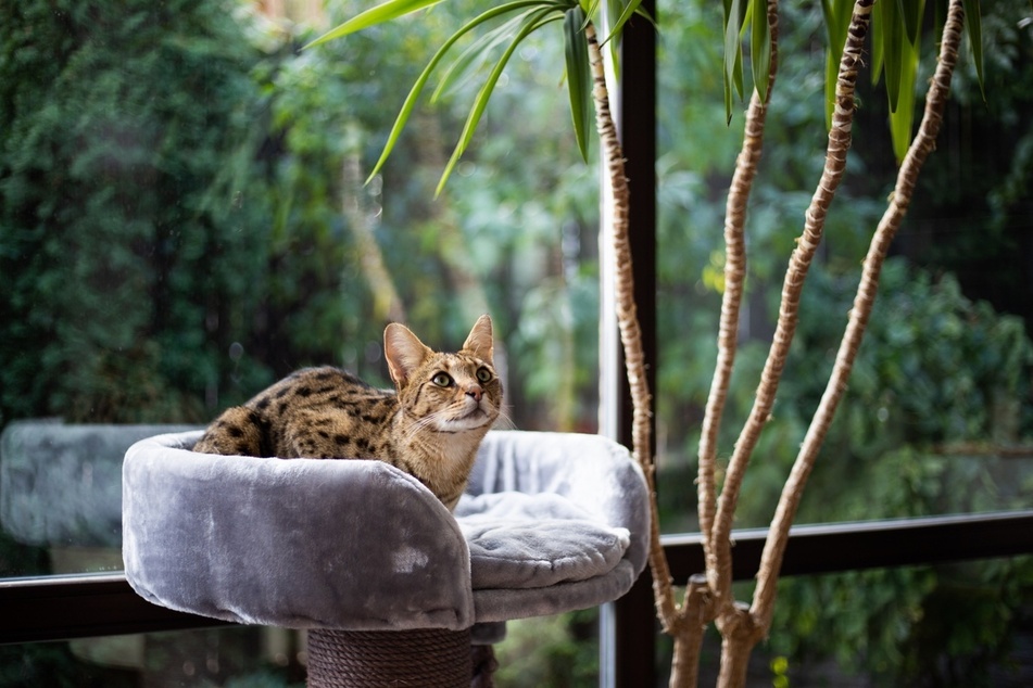 There are few cat breeds more rare and beautiful than the savannah cat.