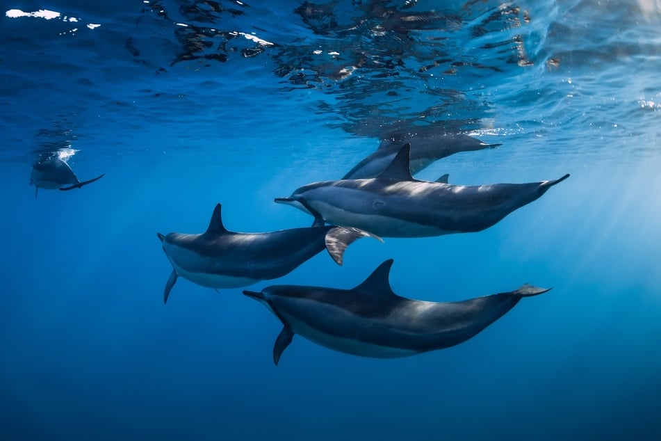Delfine helfen einander, kennen gute sowie schlechte Gefühle und können individuell darauf reagieren.