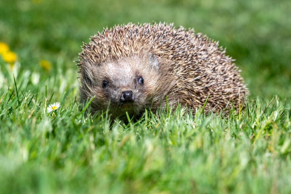 Igel fliehen nicht. Wenn’s gefährlich wird, rollen sie sich ein – direkt ins Verderben.