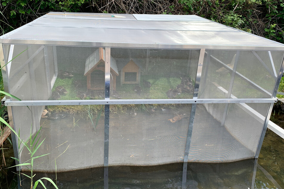 Der Ziehpapa der Entenküken hat extra ein großes Außengehege für die Entchen gebaut.