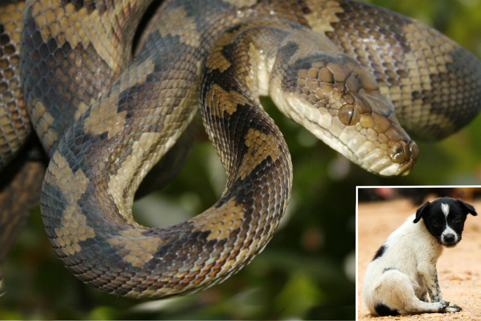 A python wrapped itself around a dog in an incredible viral video (stock images).