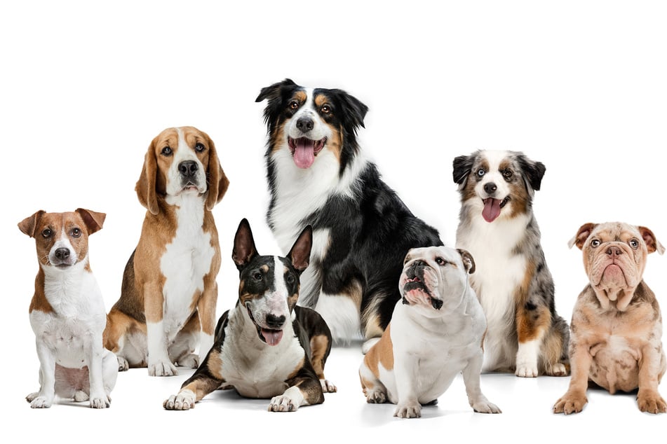 Different dog hot sale breeds medium